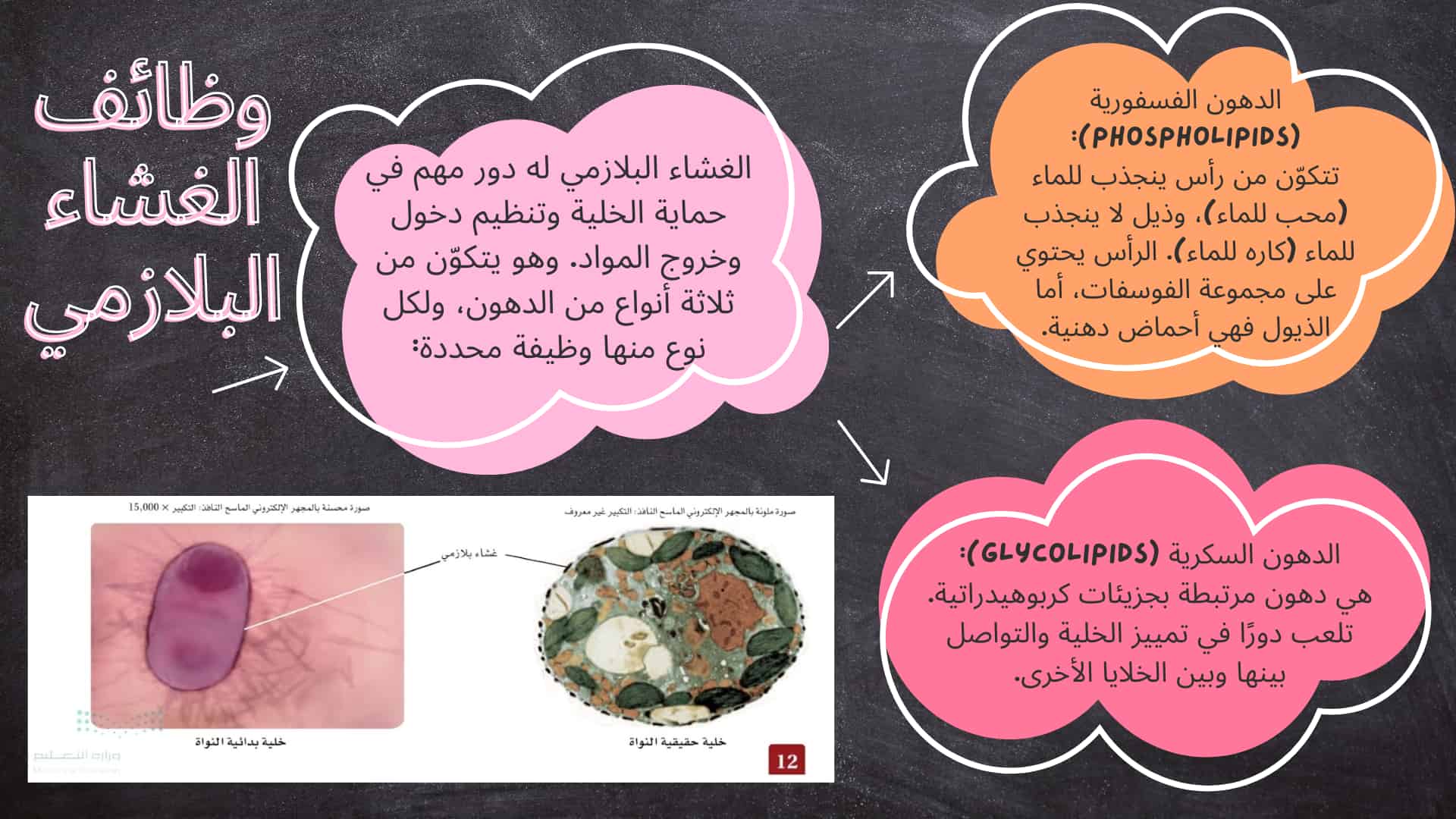 وظائف الغشاء البلازمي- القورو